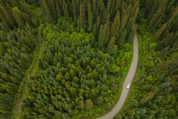 ‘Crossings’ Looks at How Roads (and the Cars on Them) Impact the Natural World