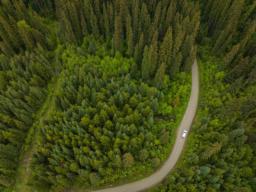 ‘Crossings’ Looks at How Roads (and the Cars on Them) Impact the Natural World