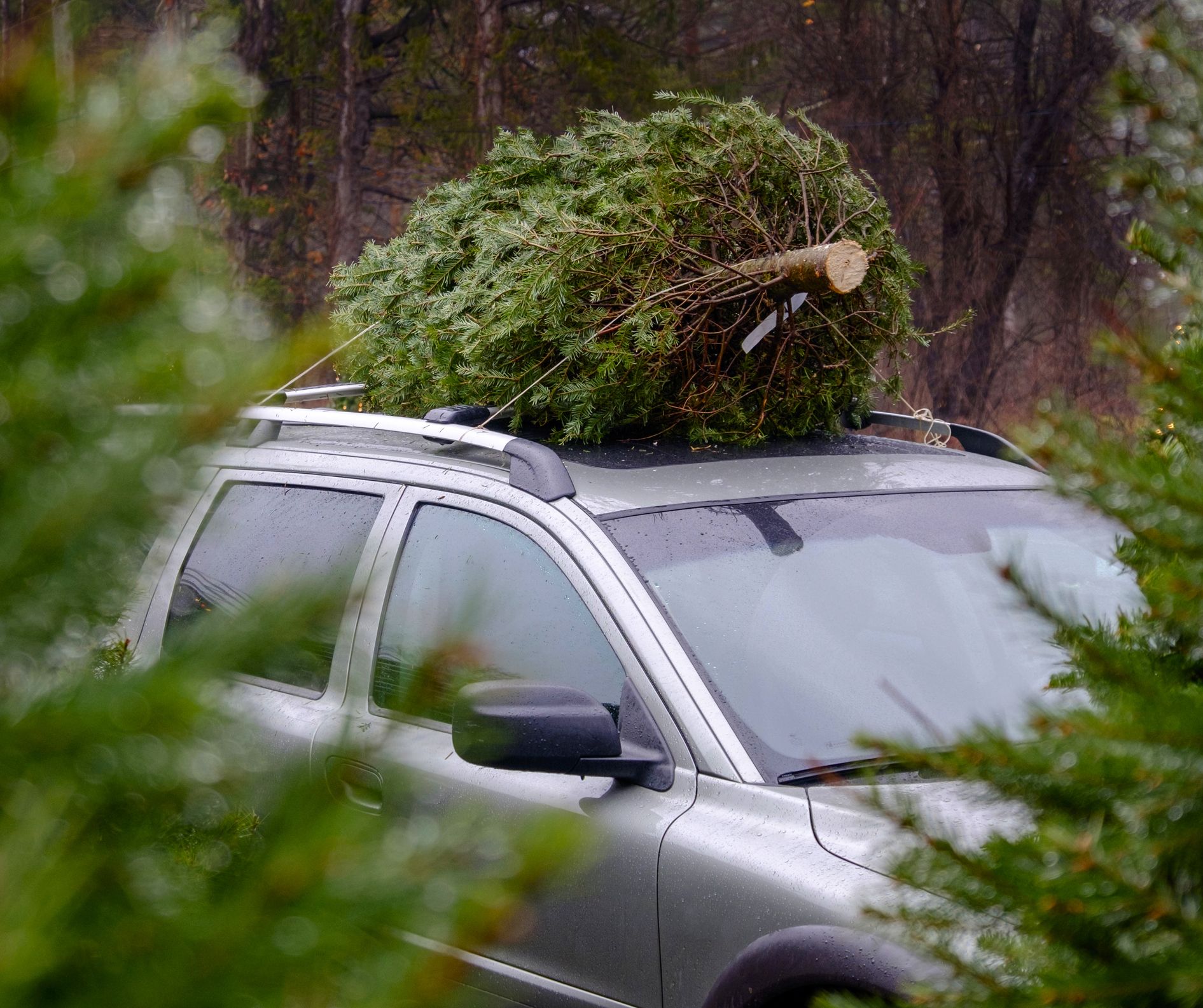 Take Your Christmas Tree for a Safe Ride Home on Top of Your Car