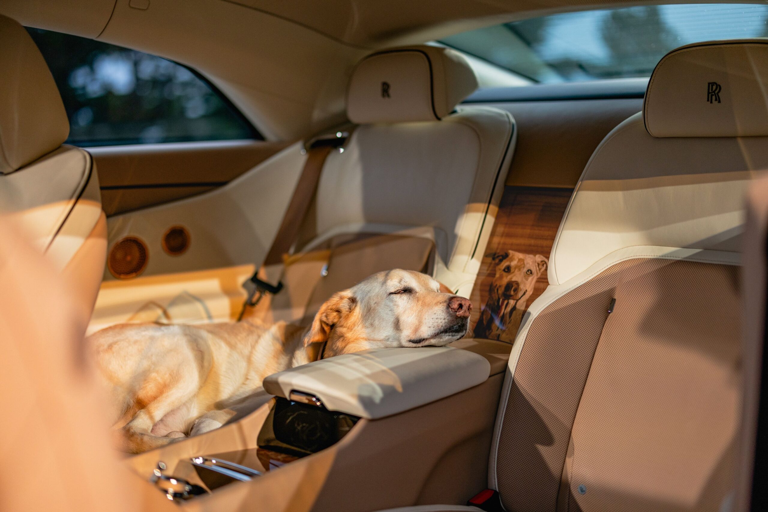 This Dog Is So Loved, He Gets His Own Electric Rolls-Royce