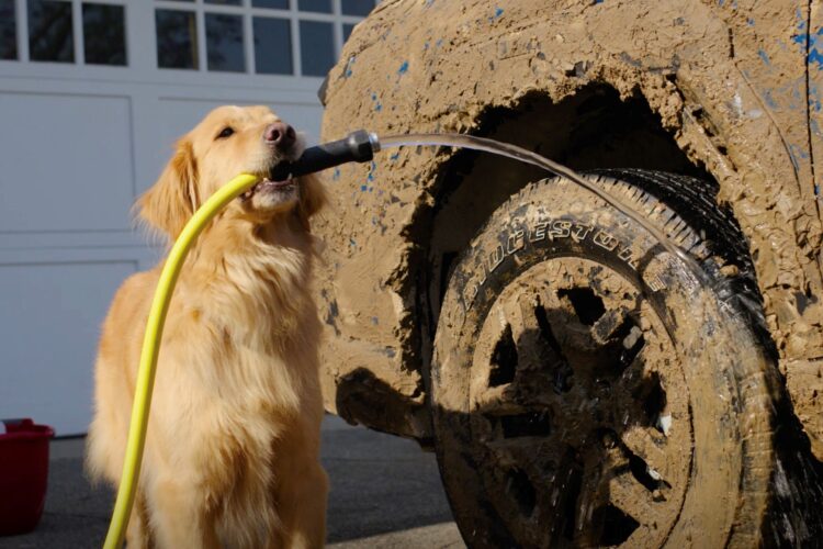 If Your Subaru SUV Has ‘Wilderness’ in the Name, We’re Pretty Sure You’ve Got a Dog