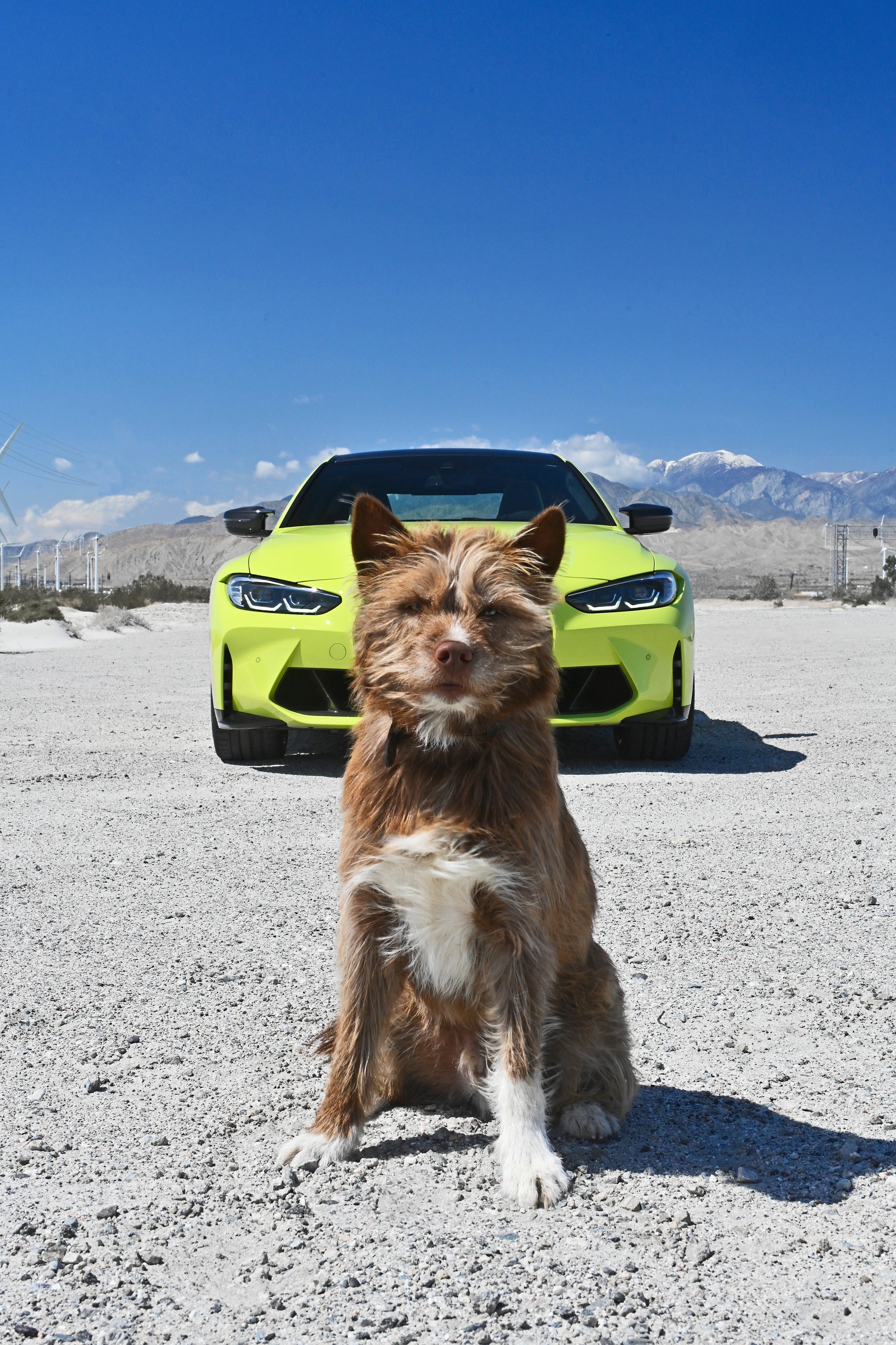 Meet the Animals Behind the Bylines at Car and Driver